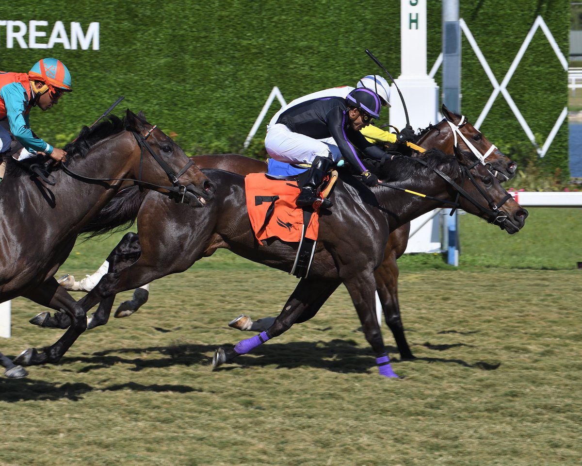 GulfstreamPark's tweet photo. Javier Negrete's Swashbuckle digs deep to spring a mild surprise in race 7, @JaramilloJockey gets his second win today! #Gulick #RoyalPalmMeet https://t.co/r6LeKkSk0a