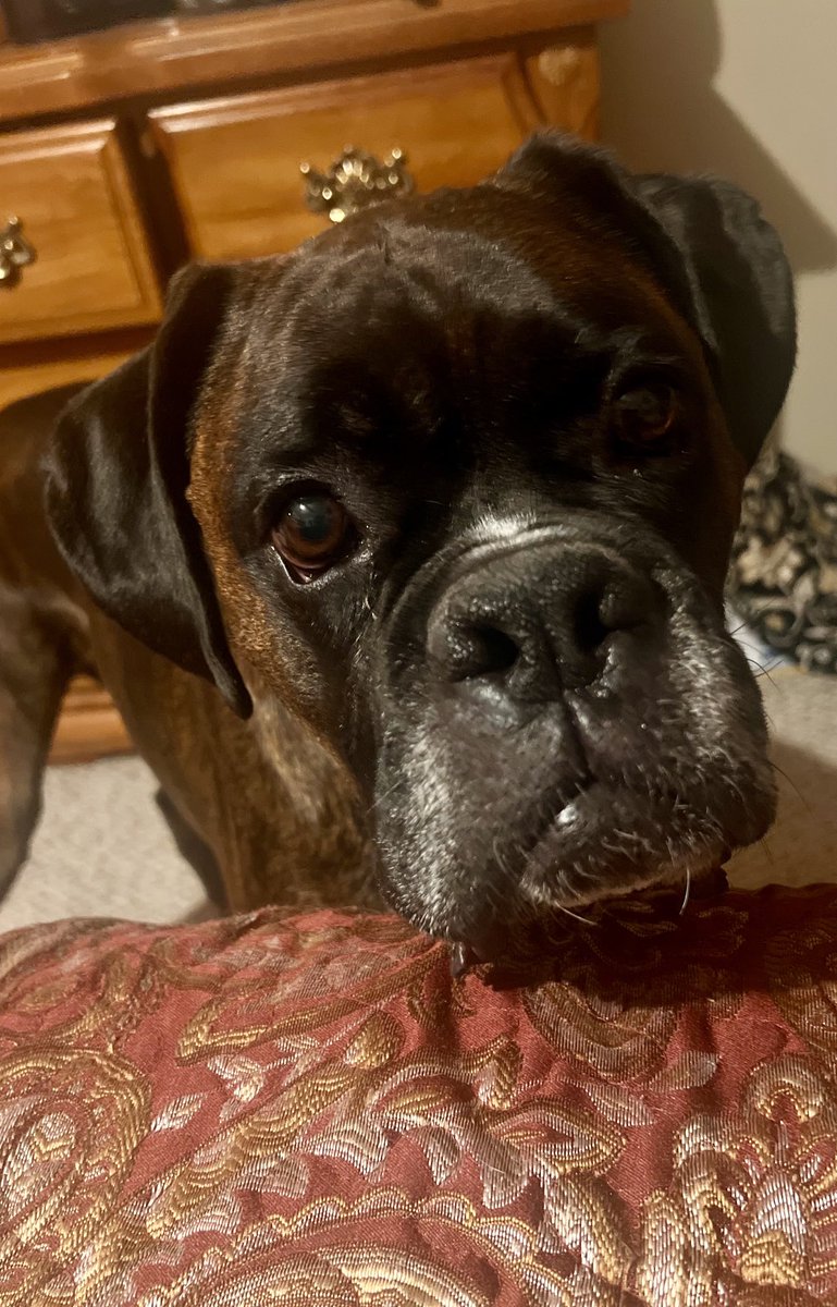 Oh, Archie Applesauce. We absolutely adore this handsome mug. #boxers #boxerdogs #dogsofx 🐾♥️