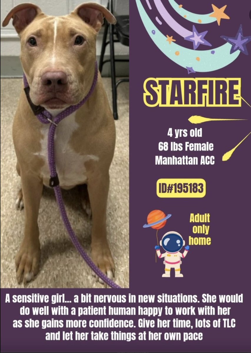 #DogoftheDay #AdoptMe #TeamAnimal #DogsRLove

Meet ✨🌟Starfire, she has been available at MACC since mid-March and poor🩷sweetie has not gotten any love from the video or photography staff. She STILL has the 2 original photos that occurred on intake. Starfire✨⭐️ is an owner…