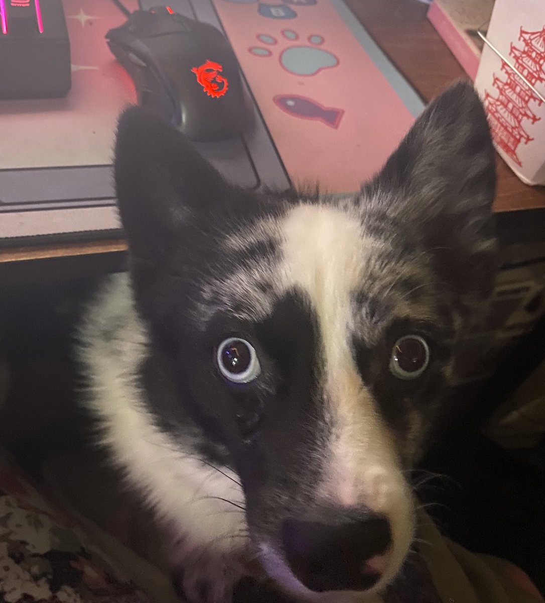 Serene💜Chaotic Tsundere Fennec💜 tweet media