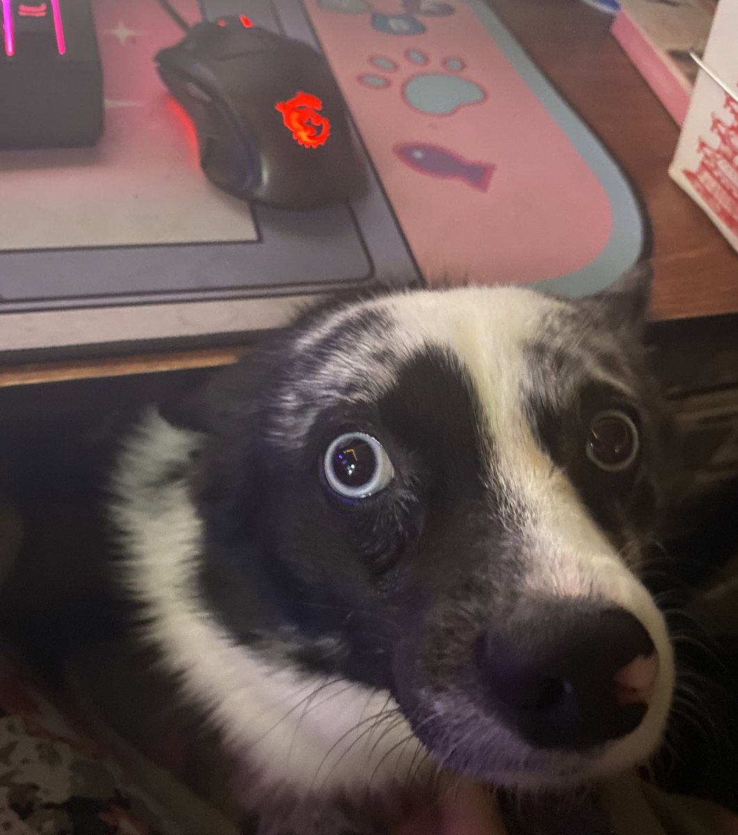 Serene💜Chaotic Tsundere Fennec💜 tweet media