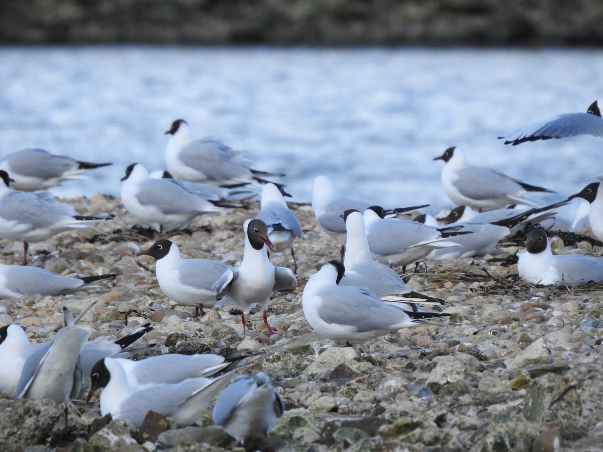 Just over a week since pretty much every coastal nesting site in the Solent went underwater during a record tide, Black-headed Gull nest building activity is growing by the day.