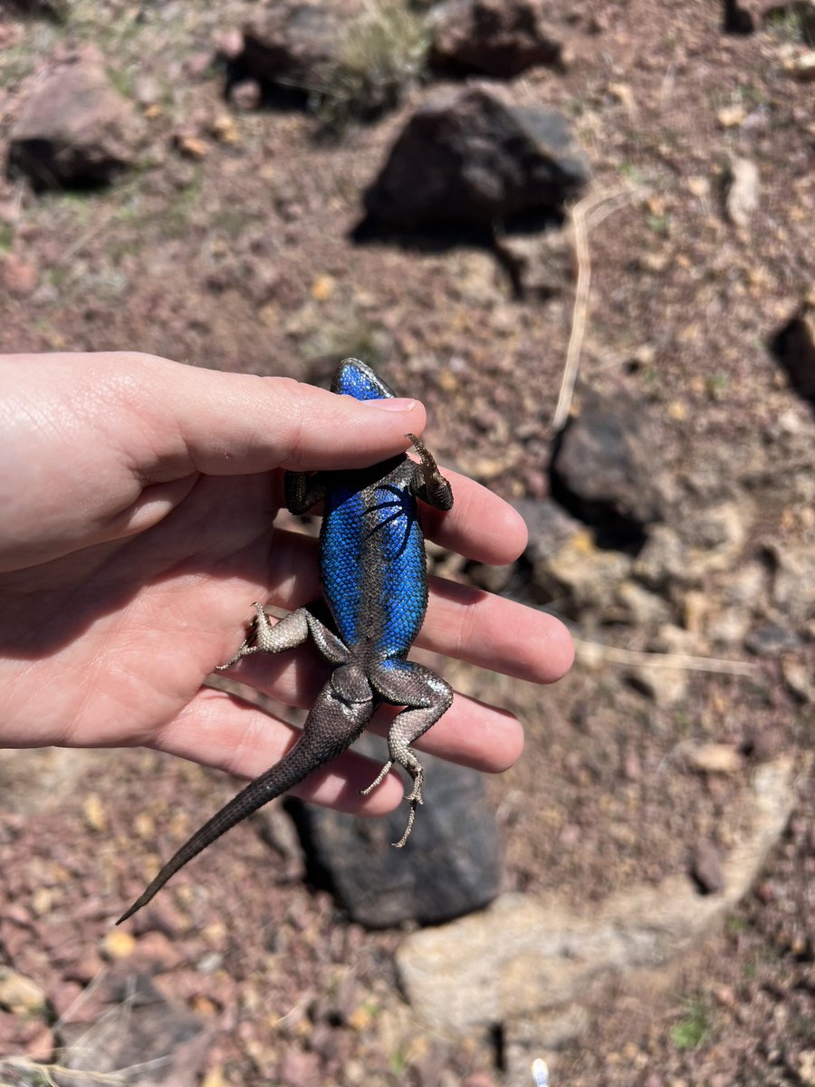 ggcostoya's tweet photo. First month of this year’s field season : Plenty of lizard activity at low elevation but our high elevation site is not yet ripe for the zardvest. @EvoLoganLab @akhilacgopal https://t.co/4jxElrwUIS
