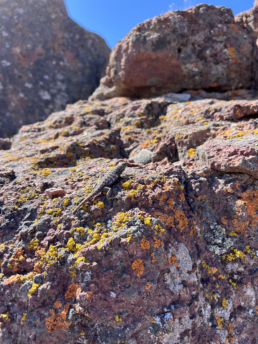 ggcostoya's tweet photo. First month of this year’s field season : Plenty of lizard activity at low elevation but our high elevation site is not yet ripe for the zardvest. @EvoLoganLab @akhilacgopal https://t.co/4jxElrwUIS