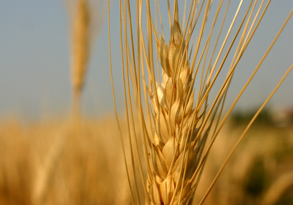 Turkey, Russia to remain strong players in durum market ow.ly/GlKj50RkhhN #westcdnag #cdnag