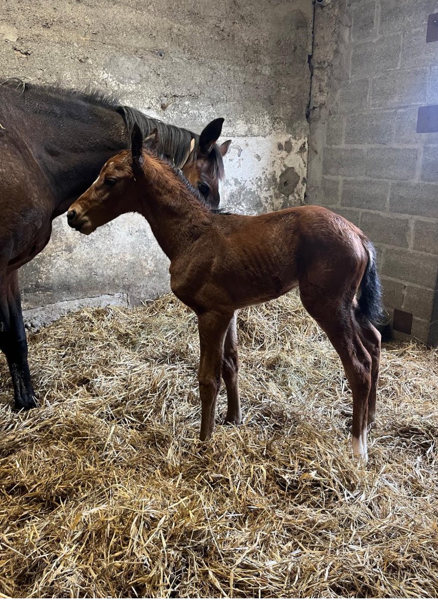 A real Cracker...!! 2 hours old ...  by  Rich History (Dubawi) filly ex the multiple winning  black type mare  She's A Star <a href="/tuvastables/">Noel Meade Racing</a> bred by Chris. McKeever 
The incredibly bred Rich History &amp; Well Chosen <a href="/kedrah1/">Kedrah House Stud</a> 
Reduced Stud Fees for 2024 
Phone 0872573261
#luckystallions
