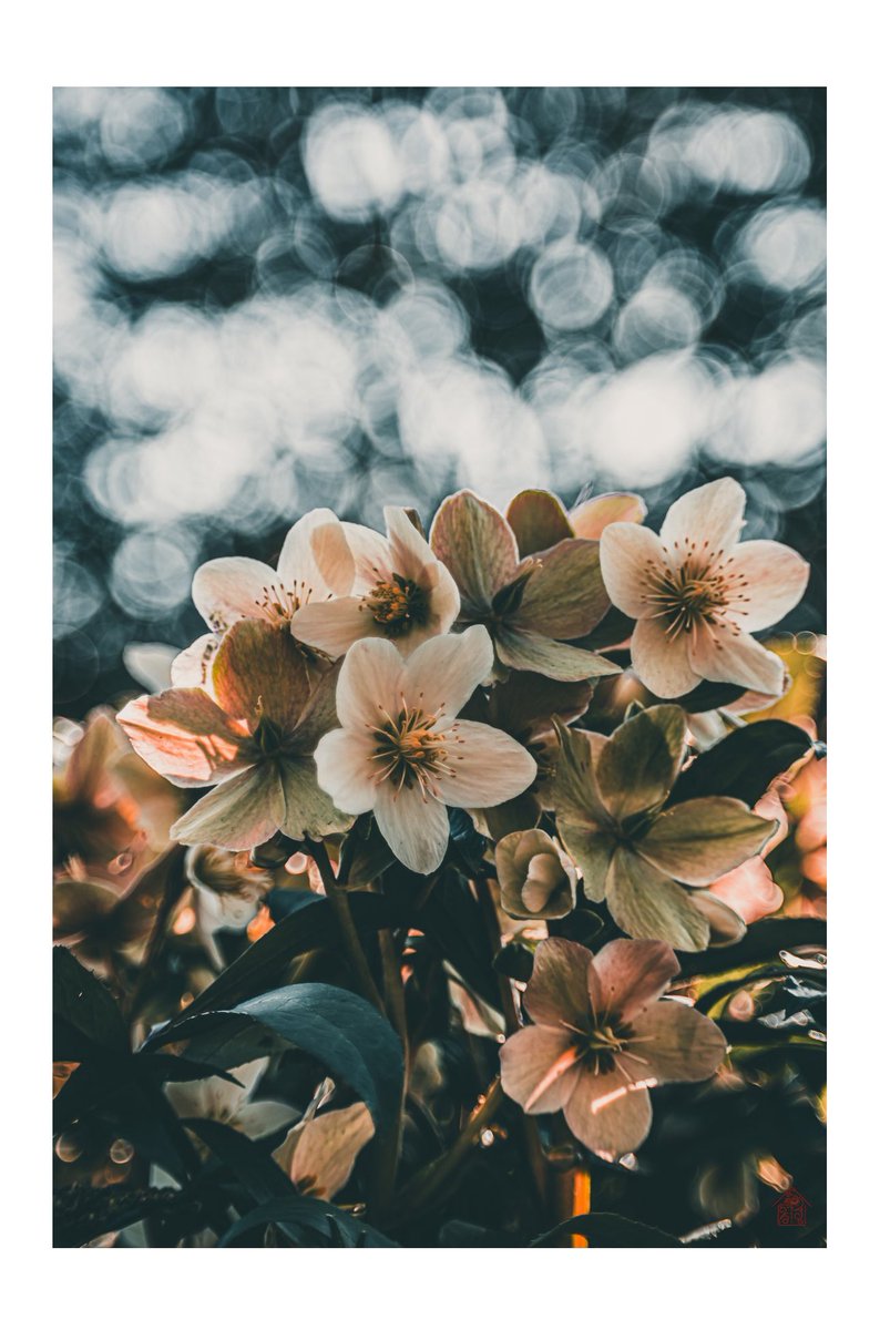 “Hellebore Dream” is now also available in card format.
