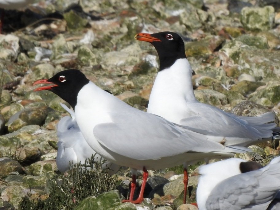 Mediterranean Gulls, the sound of Spring on the Solent coast.