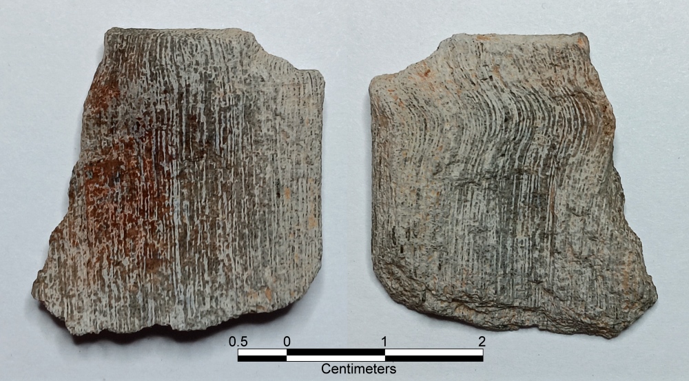 Oligocene silicified wood from west-central Louisiana. One side (right) exhibits the warped grain of a branch attachment knot. #FossilFriday #Fossils