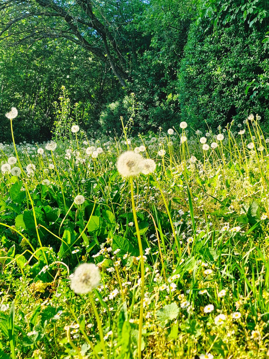 Spring meadow ... Pusteblumen
#springinvienna #wienliebe #springmeadow #spring #meadow #frühling #frühlingswiese #pusteblume #naturephotography #naturelove #naturepic #beautifulnature #relaxtime #wonderfulday
