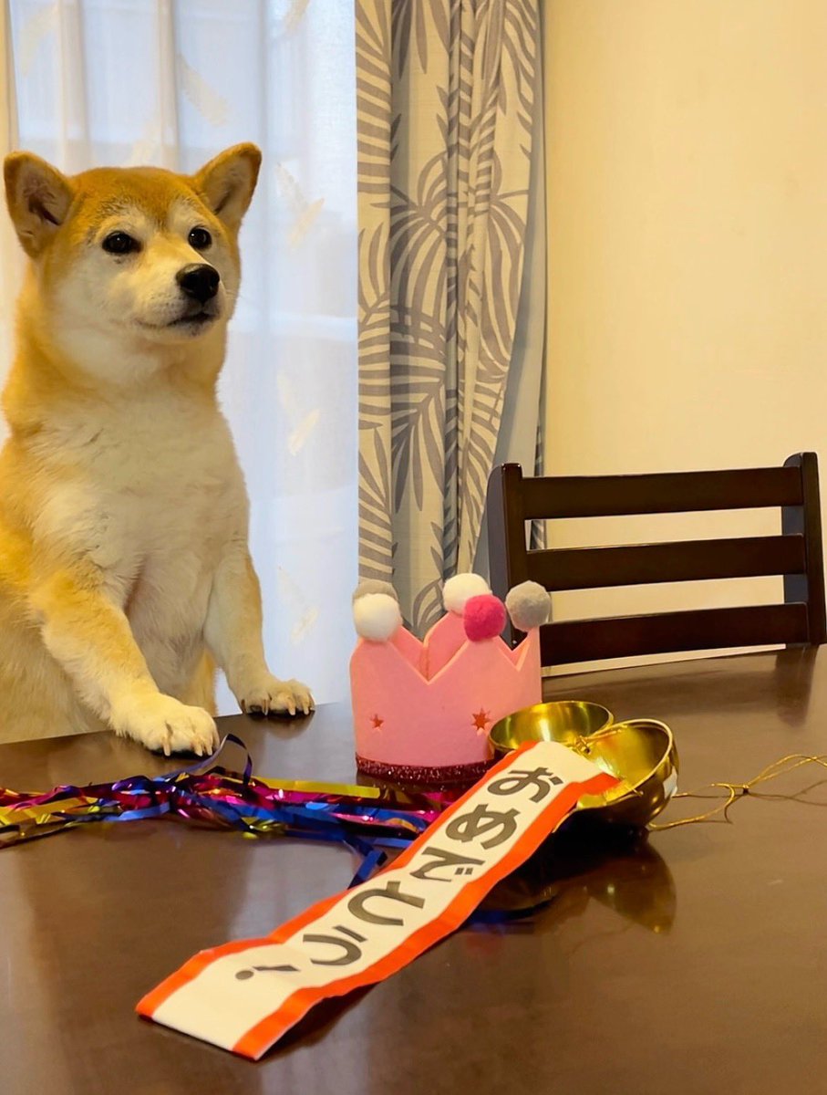 柴犬·͜·♡もも tweet media