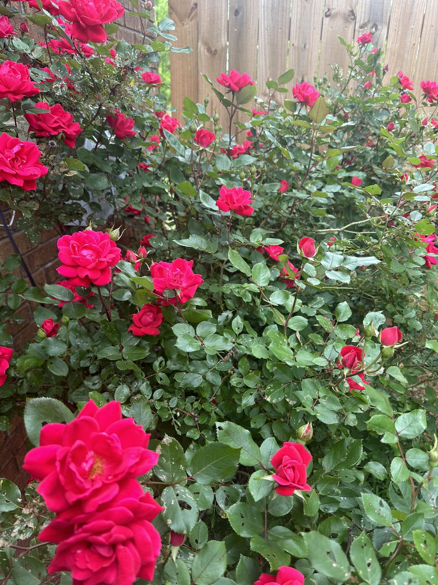 The rose bush is blooming now ☺️I have to see what insect is eating the leaves. It’s still beautiful 🤩