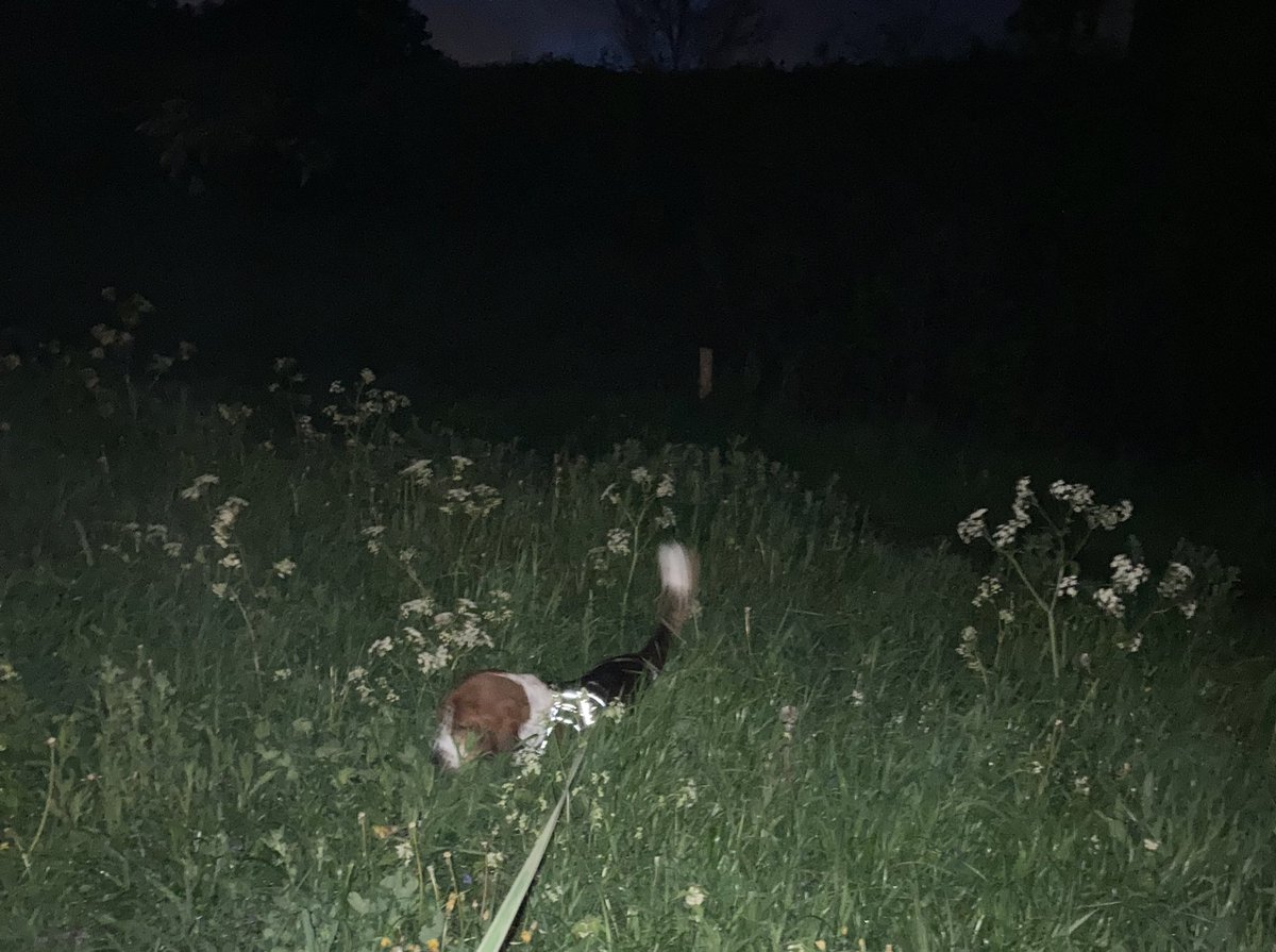 ZoetSanny's tweet photo. 🎶als het gras twee hondjes hoog is…helahi helahop…🎶
*zo fijn dat deze nu in je kop zit*
#SoesjedeBasset
#fijnetrusten #droomgrappig https://t.co/8lXdkX9CJa