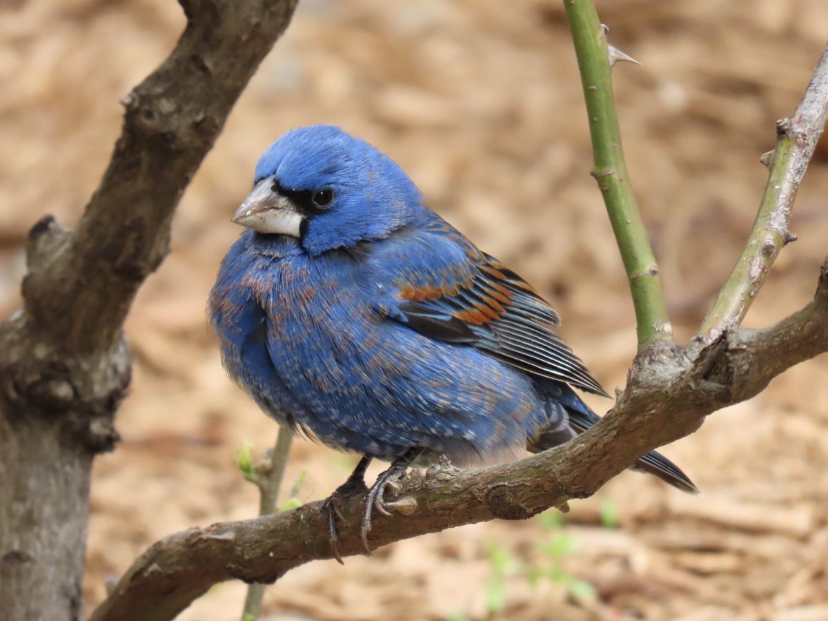 The Blue Grosbeak in the lower East Village 💙

#birdcpp #birding #birdwatching #CentralParkNYC