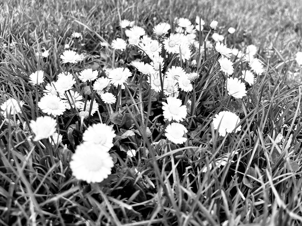 Park Flowers #blackandwhite #monochrome