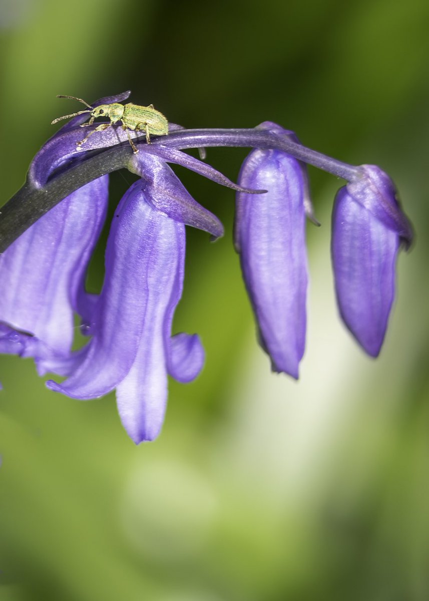 An insect enjoying a native bluebell in the Big Wood, Warrenpoint, Co. Down earlier today. @Irishwildlife @Wildlife_IRE @EarthandClouds @ThePhotoHour @Lovindotie @discoverirl