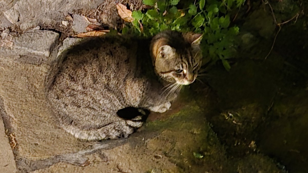 Karlsruher Katze