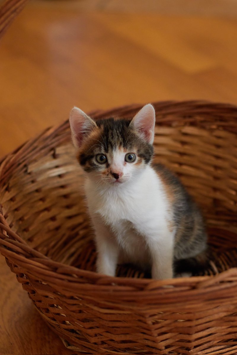 Мышь|Голландская ☮️ tweet media