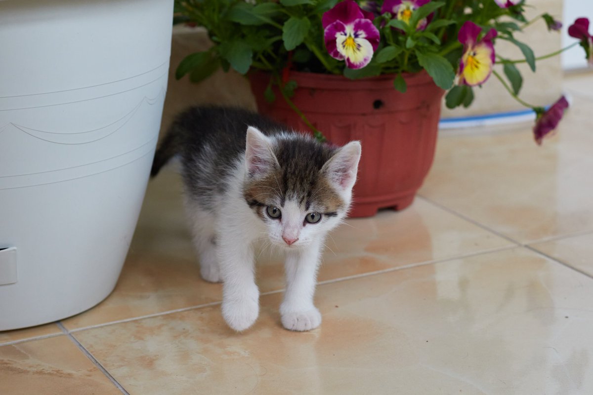 Мышь|Голландская ☮️ tweet media