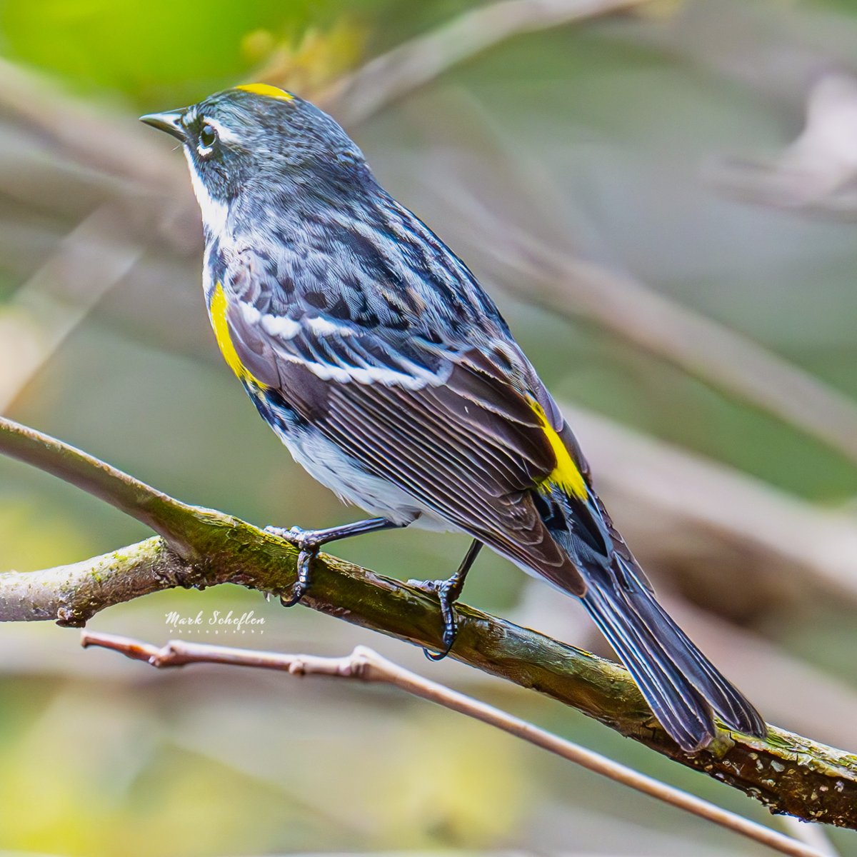 Yellow-rumped Warbler, Pool, Central Park, N.Y.C #birdwatching #naturelovers #birdcpp #TwitterNatureCommunity #birdsofinstagram #britishnatureguide #naturephotography #birdphotography #twitterphotography #wildbirdphotography #nikonphotography #NatureBeauty