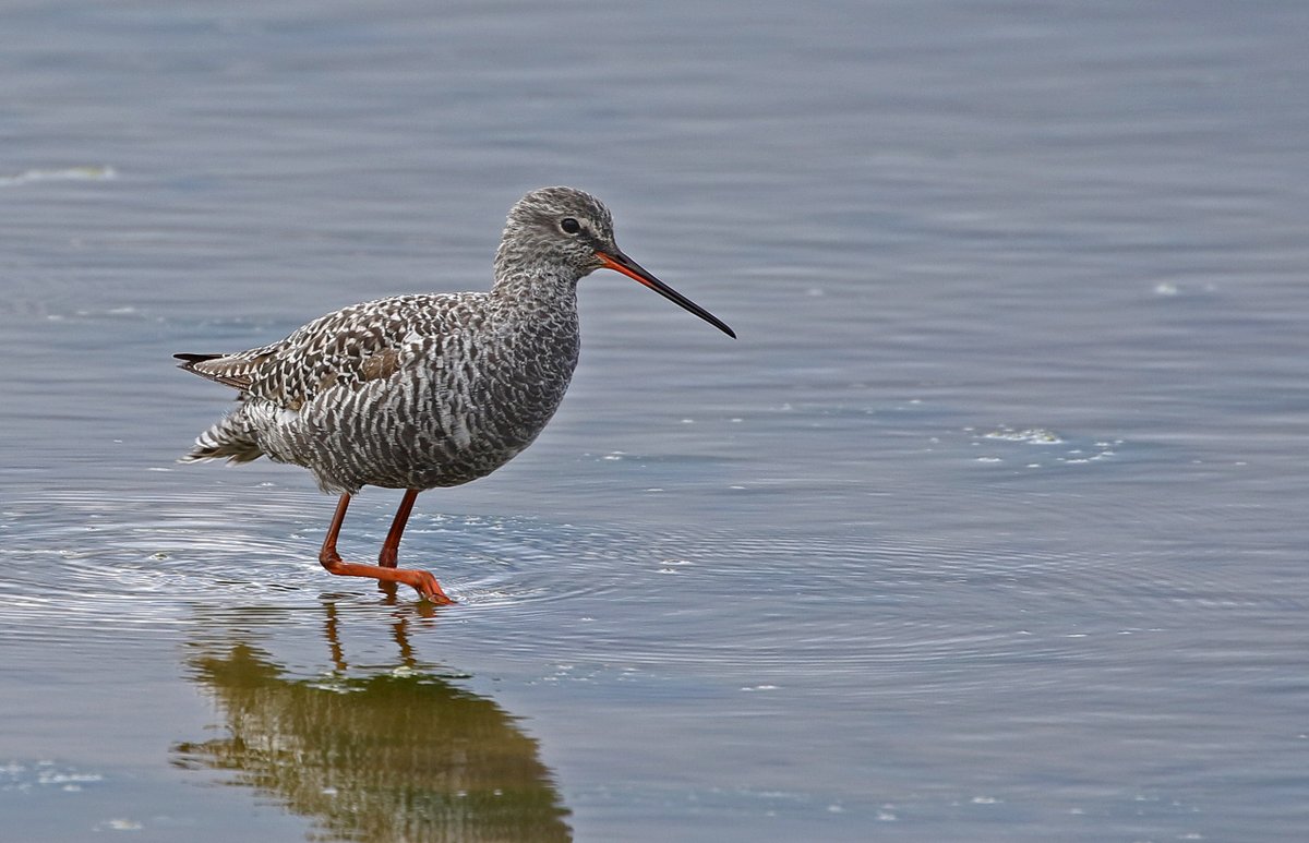 Spotted Redshank-Normandy Lagoon Y'day. Nice to be able to stop & have a look at this bird on the way to see the Marsh Sandpiper found by Andy F, my second Marsh Sandpiper in the Keyhaven & Pennington Marshes area. Thanks go to @UKTwitcher @LymKeyRanger @HOSbirding