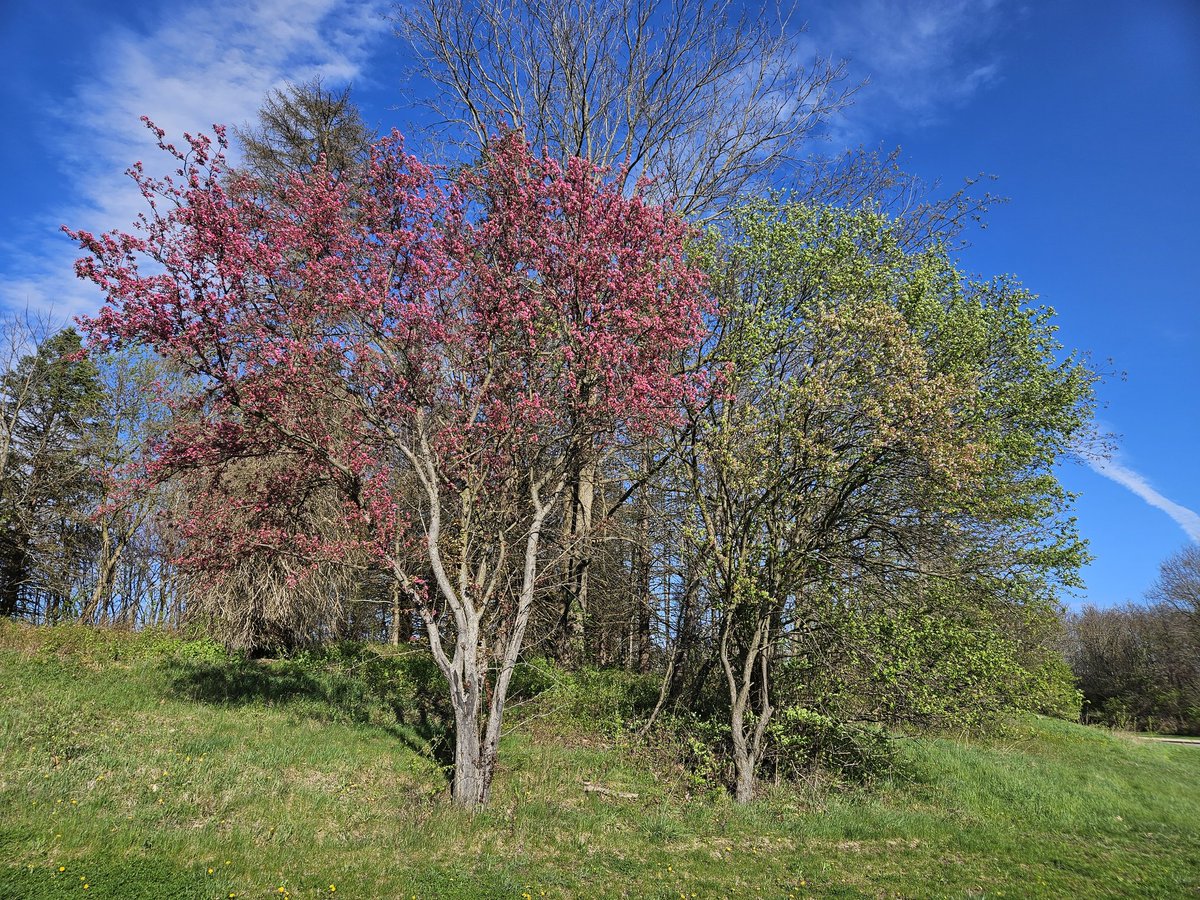 GarmireGroup's tweet image. #NIH #MPI grant mechanism. 
My initial thoughts. #grants