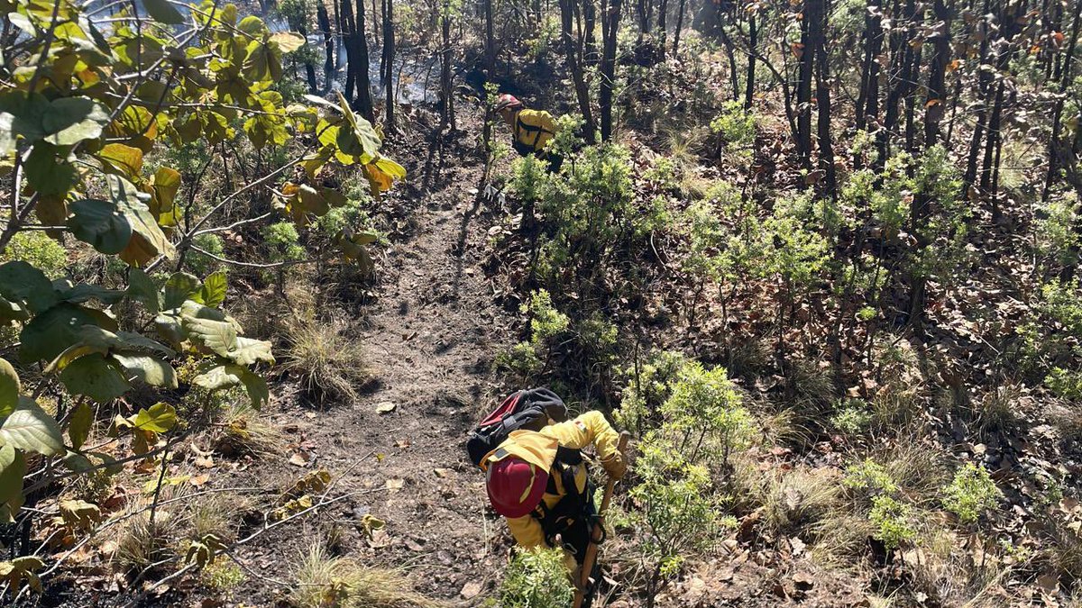 #AlMomento Se atiende #IncendioForestal en el paraje Bugambilias, #Zapopan. A las 14:30 horas entran en combate 19 bomberas y bomberos forestales de @SemadetJal, @BosquePrimavera y @UMPCyBZ con helicóptero #Tláloc.