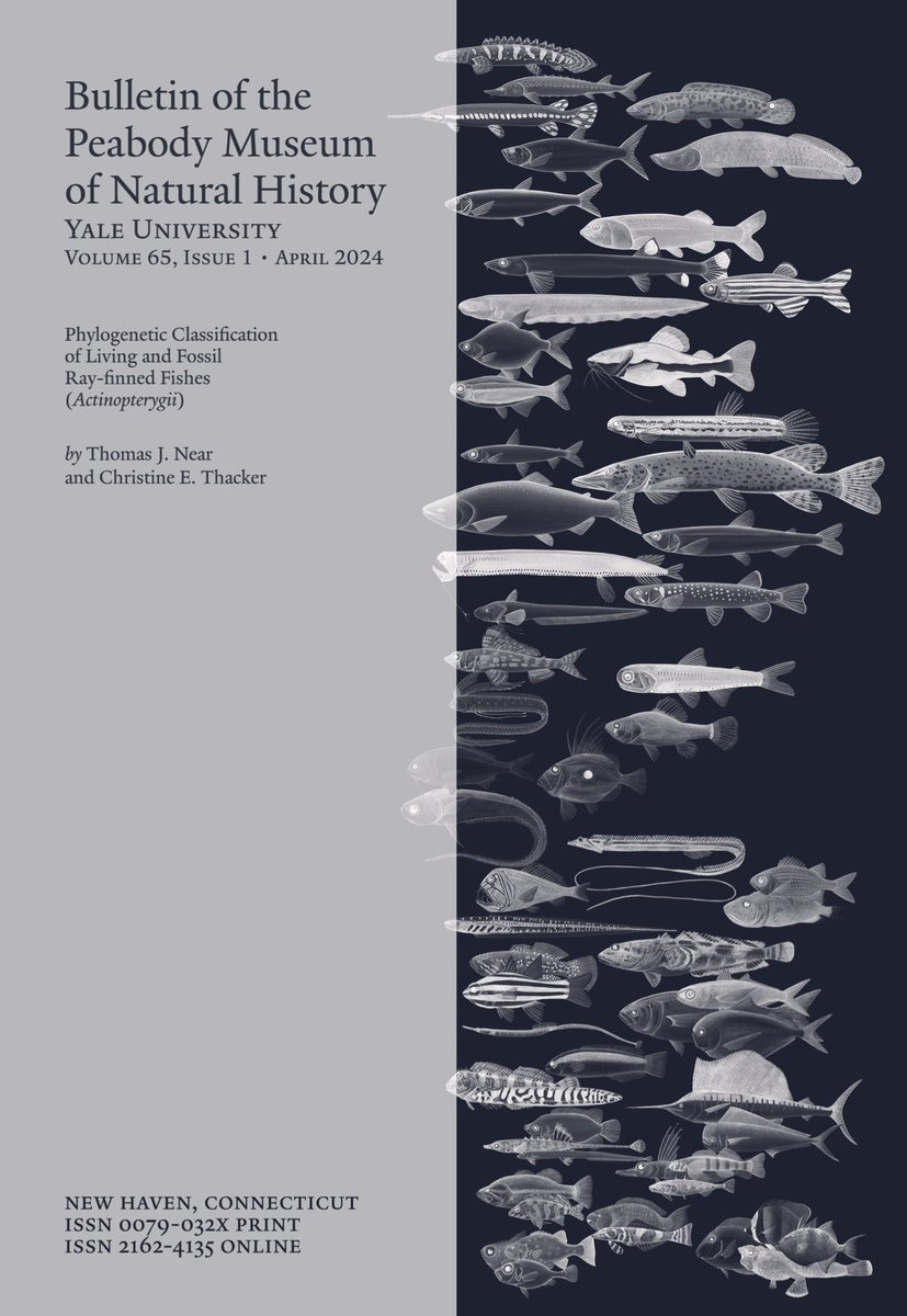 The classification of ray-finned fishes monograph just dropped! bioone.org/journals/bulle…