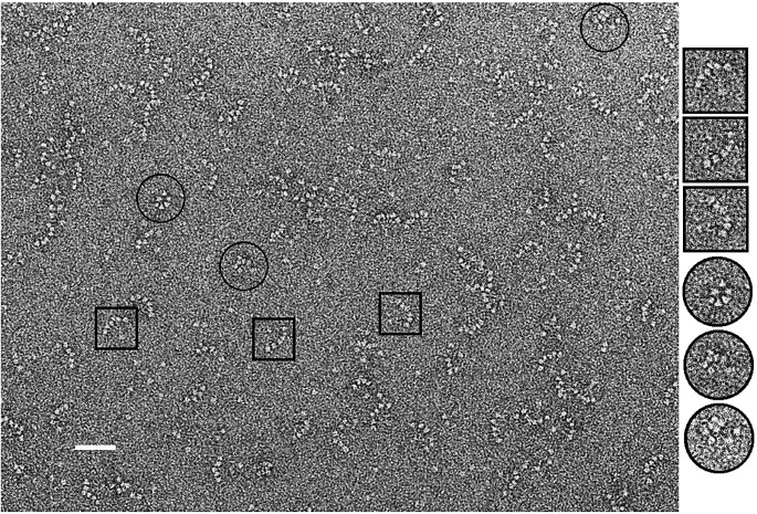lifeofhalfpi's tweet photo. Negative stain image from my PhD (long time ago). Same protein superfamily as the one referred to in the position below. https://t.co/FQQ9Ra3TbE