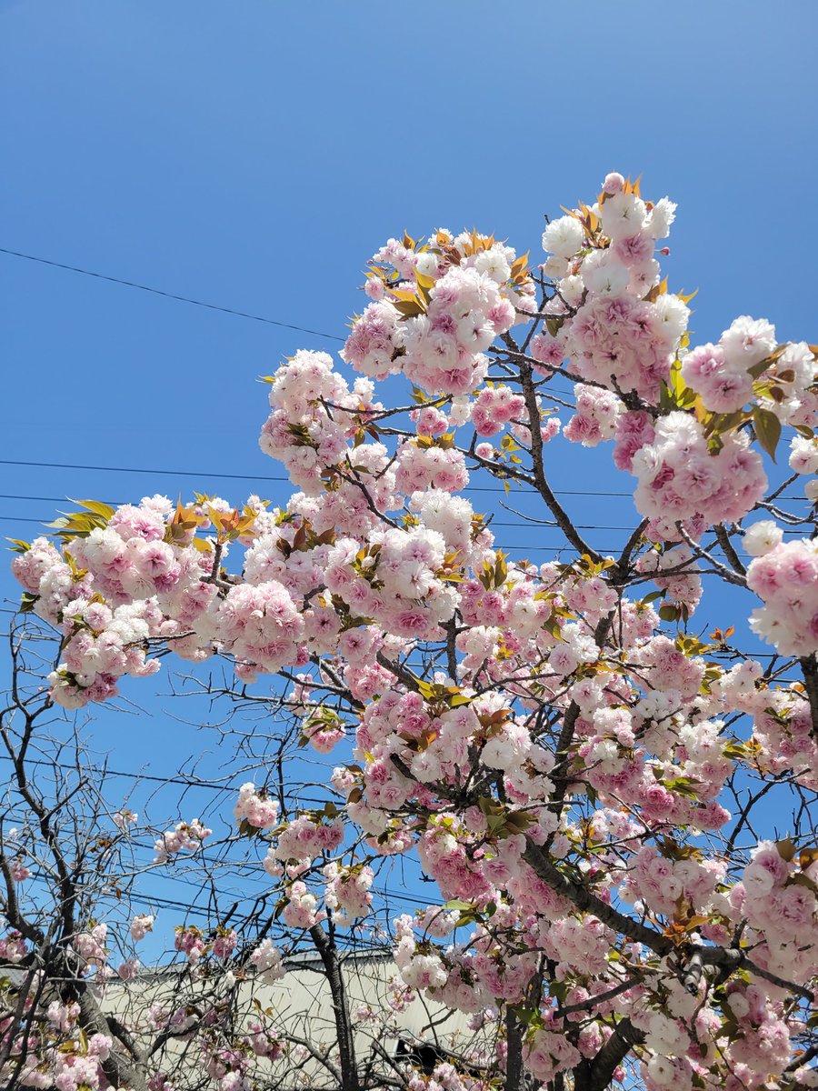 🌷🌷🌷🌷🌷🌷🌷🌷
とらちゃん本舗譲渡会
🌷🌷🌷🌷🌷🌷🌷🌷

荒川区開催‼️

4/21(日)11:00～15:00

『荒川区荒川公園』にて開催
どなたでも参加していただけます。
保護猫多数で御来場
お待ちしております💖💖💖

荒川公園内展示場
荒川区荒川2-2-3

京成線・地下鉄千代田線　
町屋駅　徒歩12分