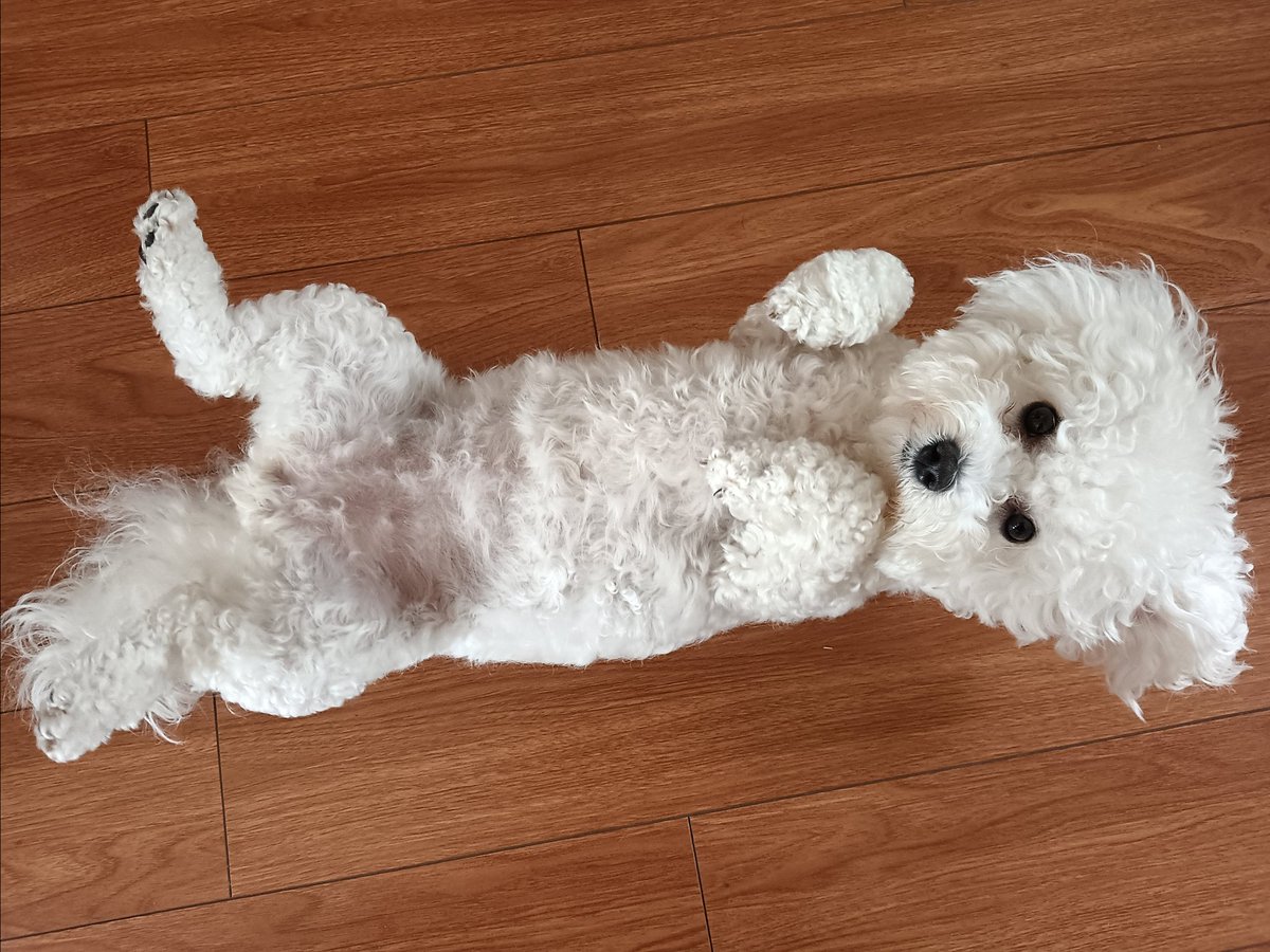 #ビション
#ビションフリーゼ
#bichon
#bichonfrise
#白い犬
#モフモフ 
Lay on the floor