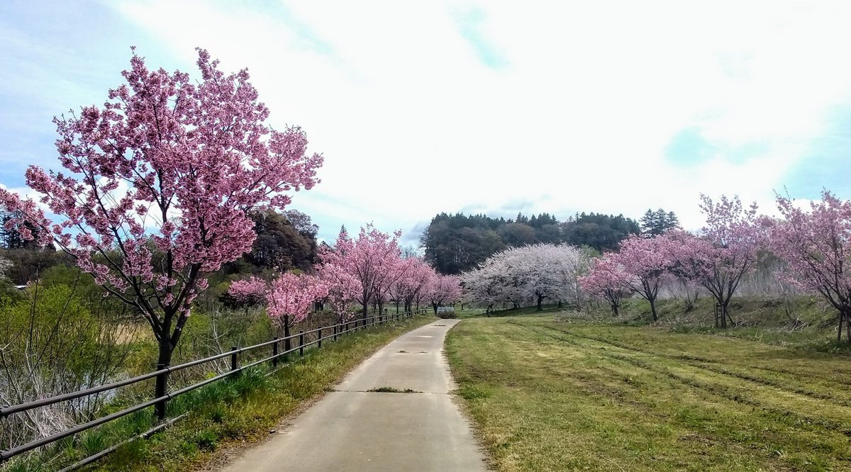 #青森県南部町
#陽光桜の里
#馬淵川遊水池公園

国道沿い、福地ユニバースの向かい辺りのこの看板が気になり初訪問
小ぶりですがピンクが映える陽光桜がぐるりと植えられてます
長持ちするタイプの品種なのかな

東屋もあり穴場っちゃ穴場

#来園者数11時現在俺のほか老夫婦の3人