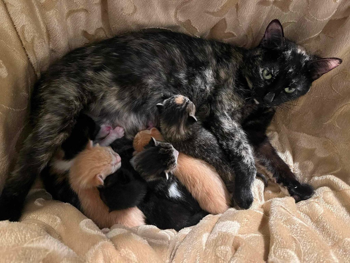 Big Mews! 

Raelynn, a pregnant girl we rescued from a local pound, has given birth to 6 healthy babies approximately 1 week ago! 

#safeteamrescue #safeteamkitty #yeg #yegkittens #edmontonadoptables #catrescue #catshelter #litterofkittens #catlovers #fosterhome #fosterhomeneeded