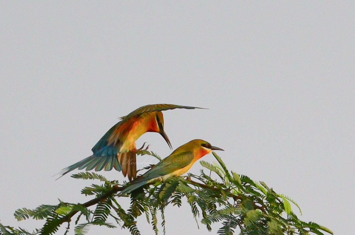 Mating ritual of blue tailed bee eater is quite fascinating to watch. From Kargil beach, WB.
#IndiAves #birdwatching #BirdTwitter #ThePhotoHour #birds #photography #NatgeoIndia #BirdsSeenIn2024