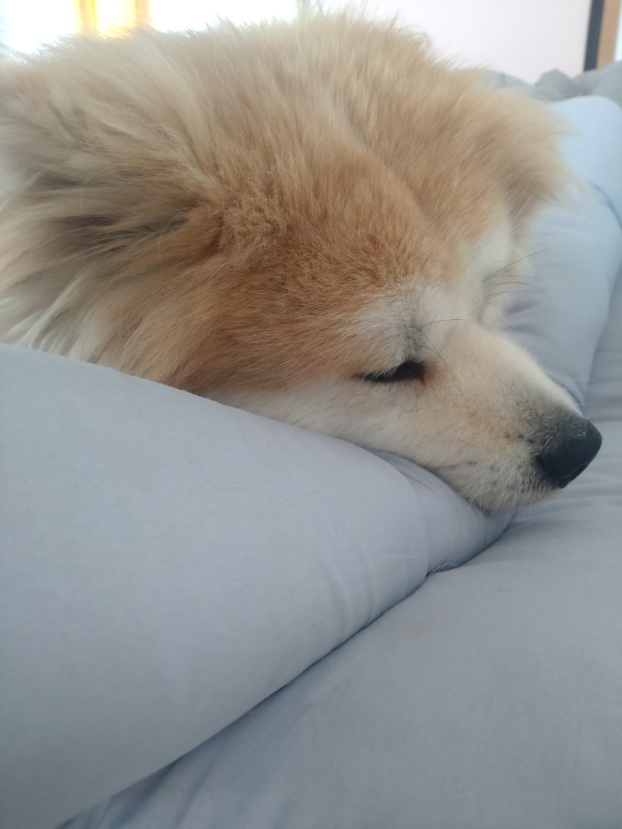 yankoha0211's tweet photo. 今日は二匹とも狂犬病注射💉

先生に「毛深いね〜」と言われ

涙目の飼い主（笑いすぎて🤣）

疲れた2匹🌟

#秋田犬　#もふもふ　#狂犬病 https://t.co/RBGqHDDjbZ