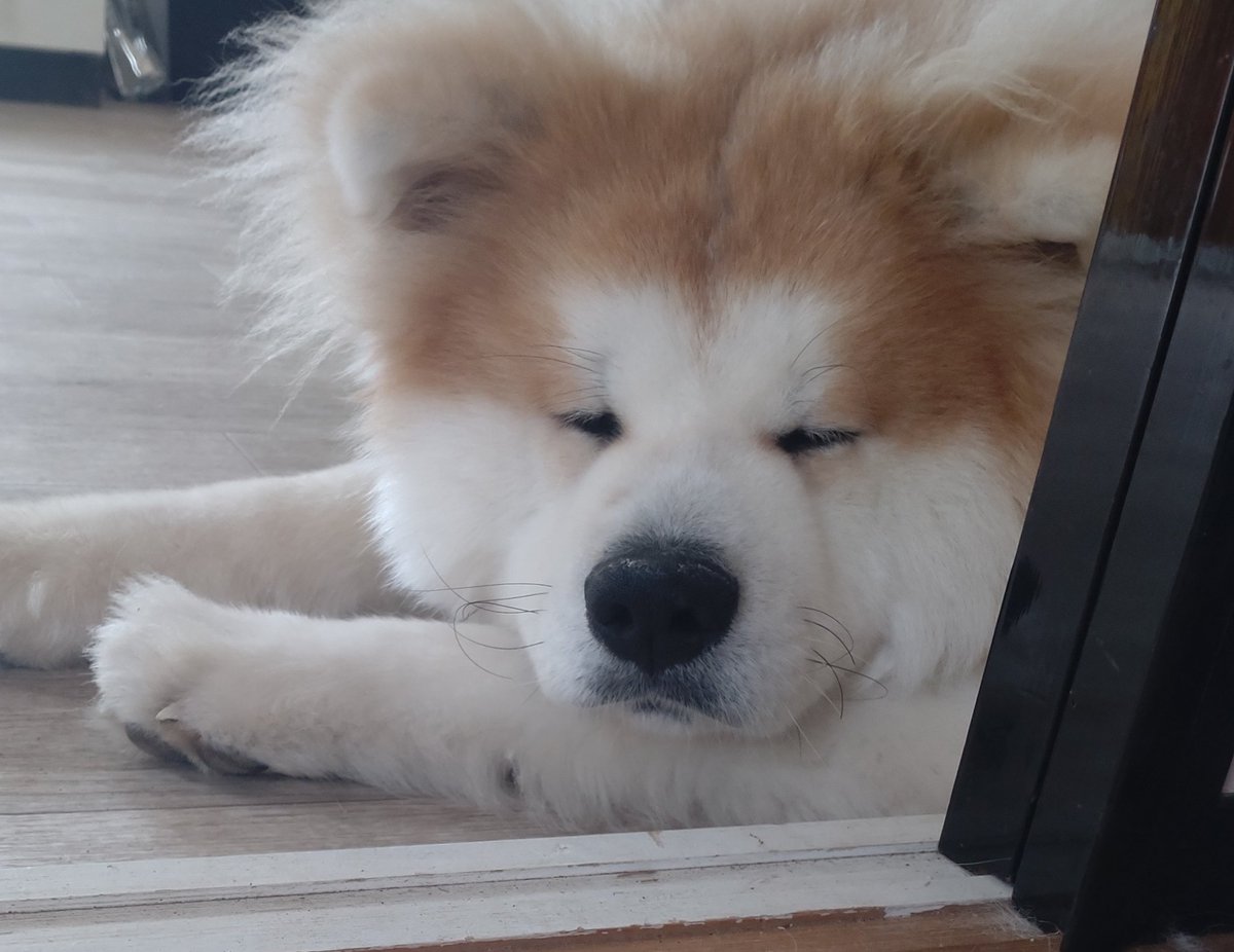 yankoha0211's tweet photo. 今日は二匹とも狂犬病注射💉

先生に「毛深いね〜」と言われ

涙目の飼い主（笑いすぎて🤣）

疲れた2匹🌟

#秋田犬　#もふもふ　#狂犬病 https://t.co/RBGqHDDjbZ