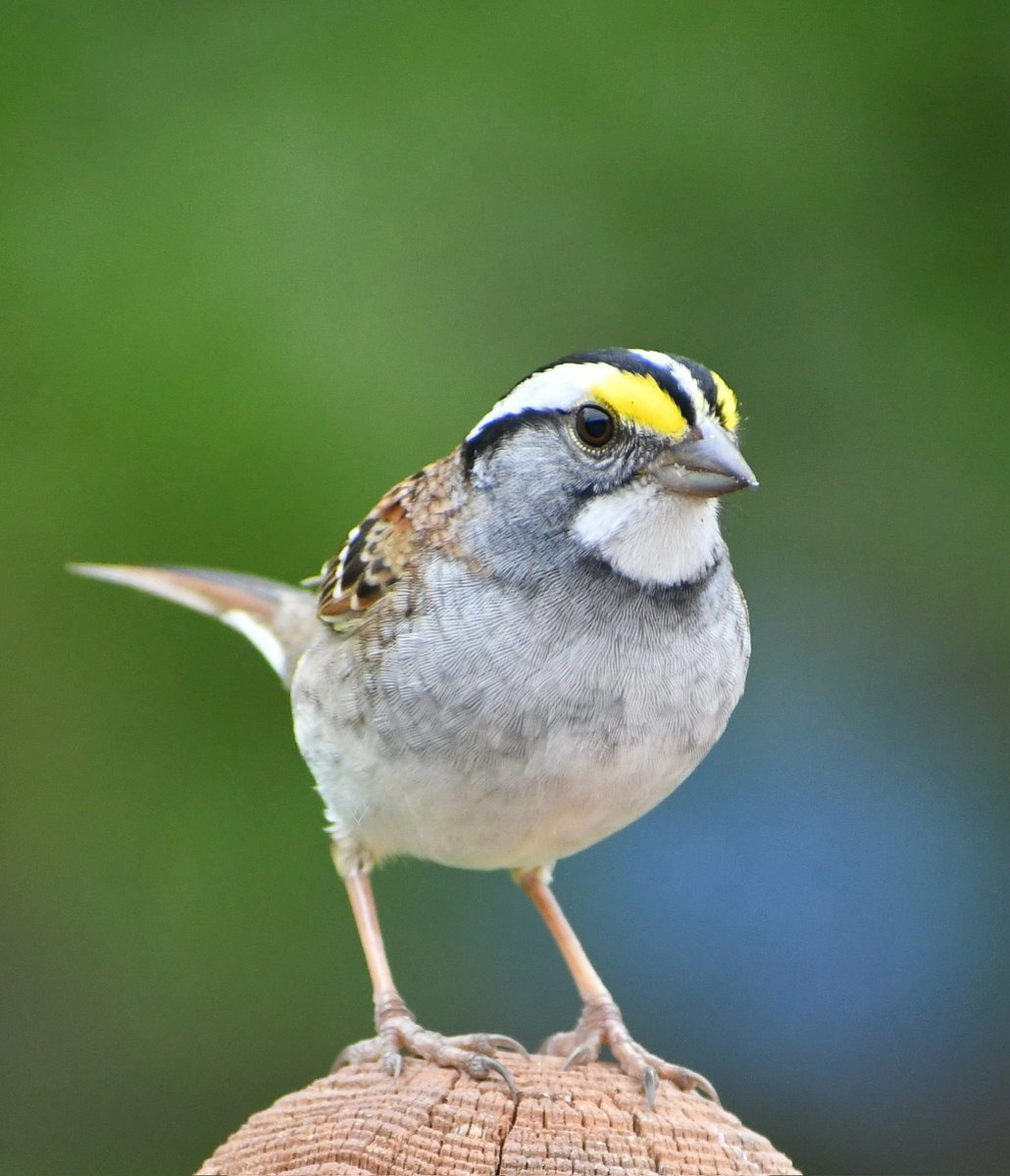 White-throated Sparrow 
#birdphotography