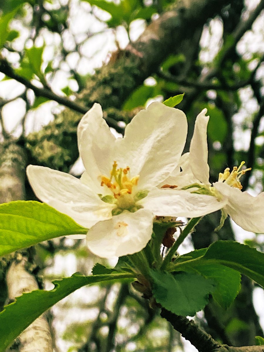 TealSeptember's tweet photo. Pink flowering #CrabappleTree . #apples #crabapple #appletree #trees #tree #apple #spring #springtime #floweringtrees #outdoors #nature #naturesbeauty #woods #forest #NatureIsAmazing #plantatree #NorthCarolina #mountains #blooms #blooming #appleblossom #blossoms #Appalachian https://t.co/ddQf4UKpVp