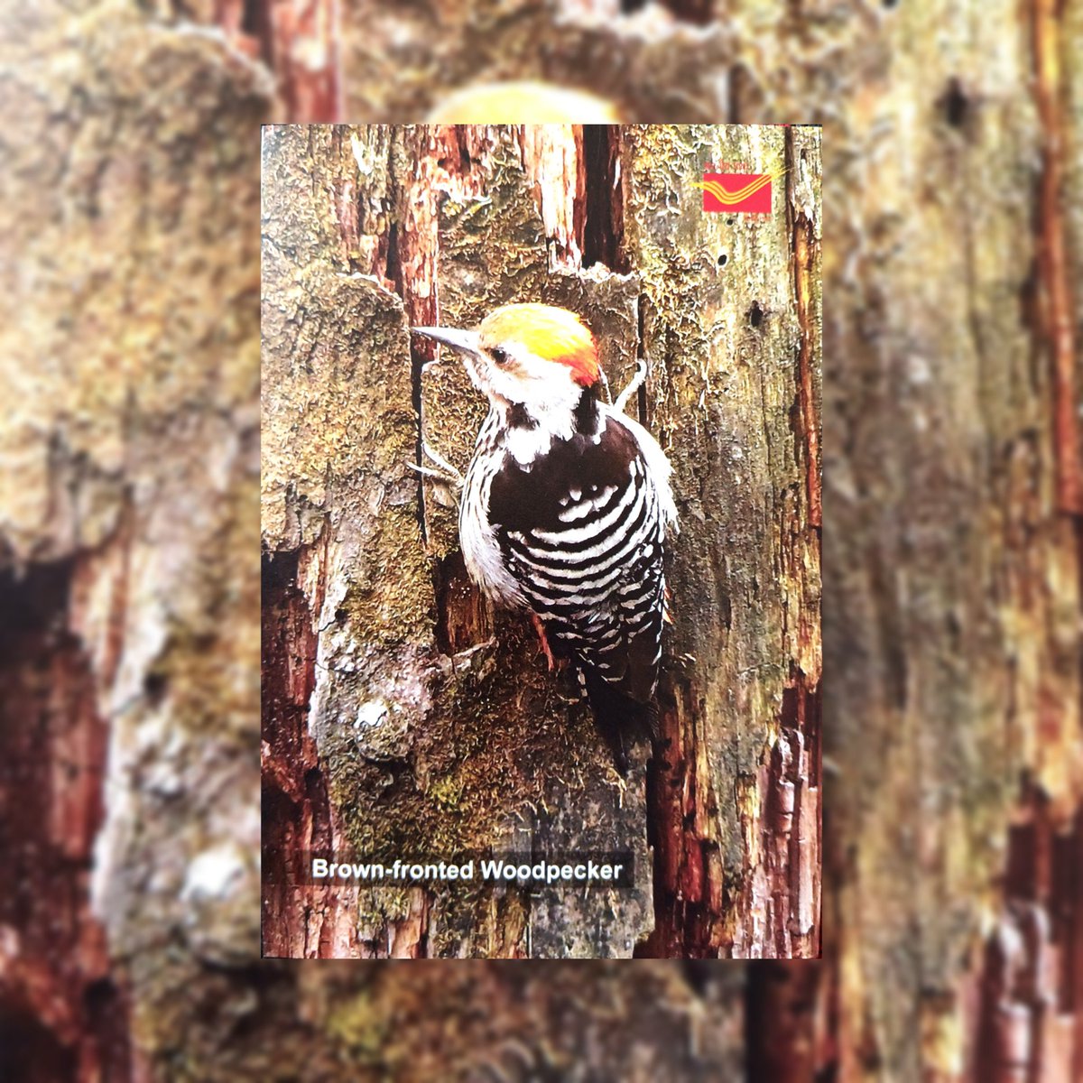 Brown Fronted Woodpecker 
( Dendrocoptes auriceps) 

Postcard issued by Shimla Post Office.. Location. Chhota Shimla, Shimla, Himachal Pradesh 
Photo : Ms.D.Suruchi

#postcards #philatelyindia #philately
#postcardonbirds #birds #indiaPost