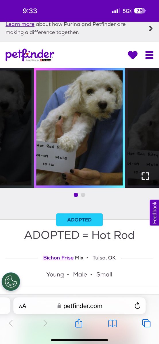 I just found the email of when I first adopted my last dog. This was Riley as a pup aka HOT ROD.