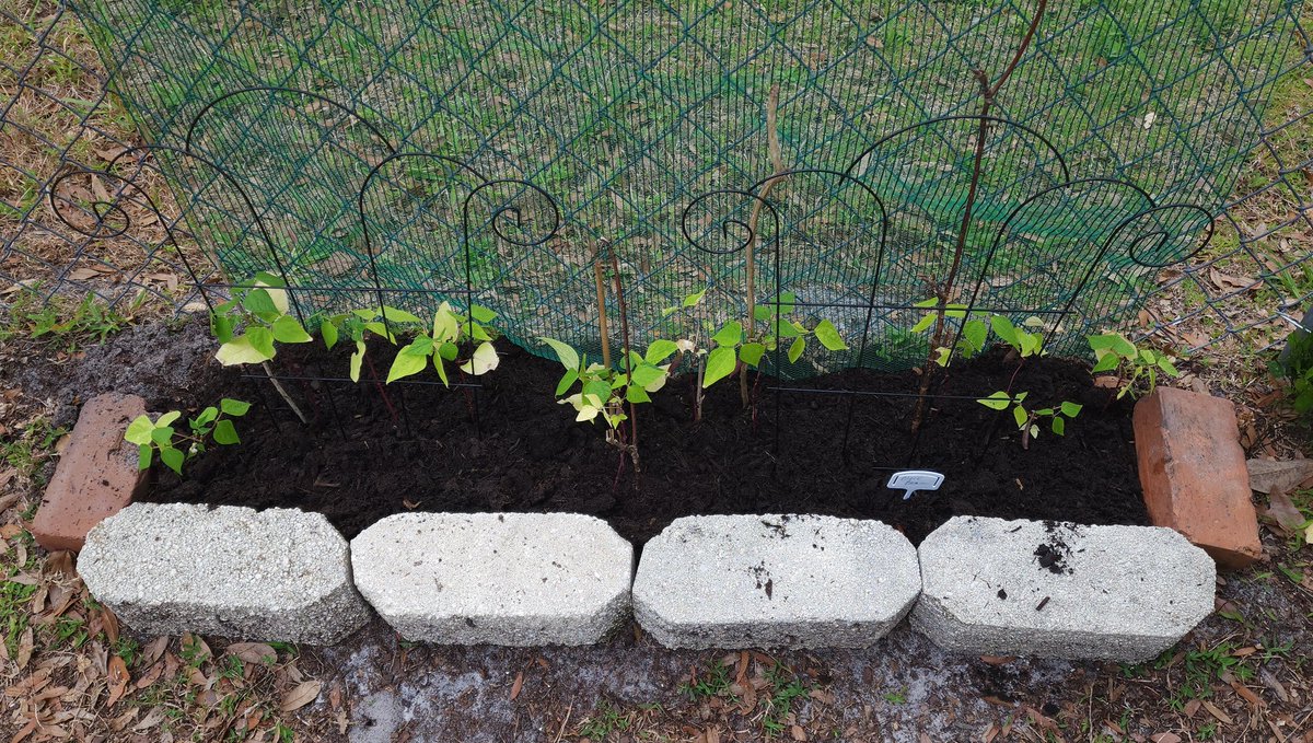 My black beans 🫘 
#garden #GardeningX #frijoles #Florida