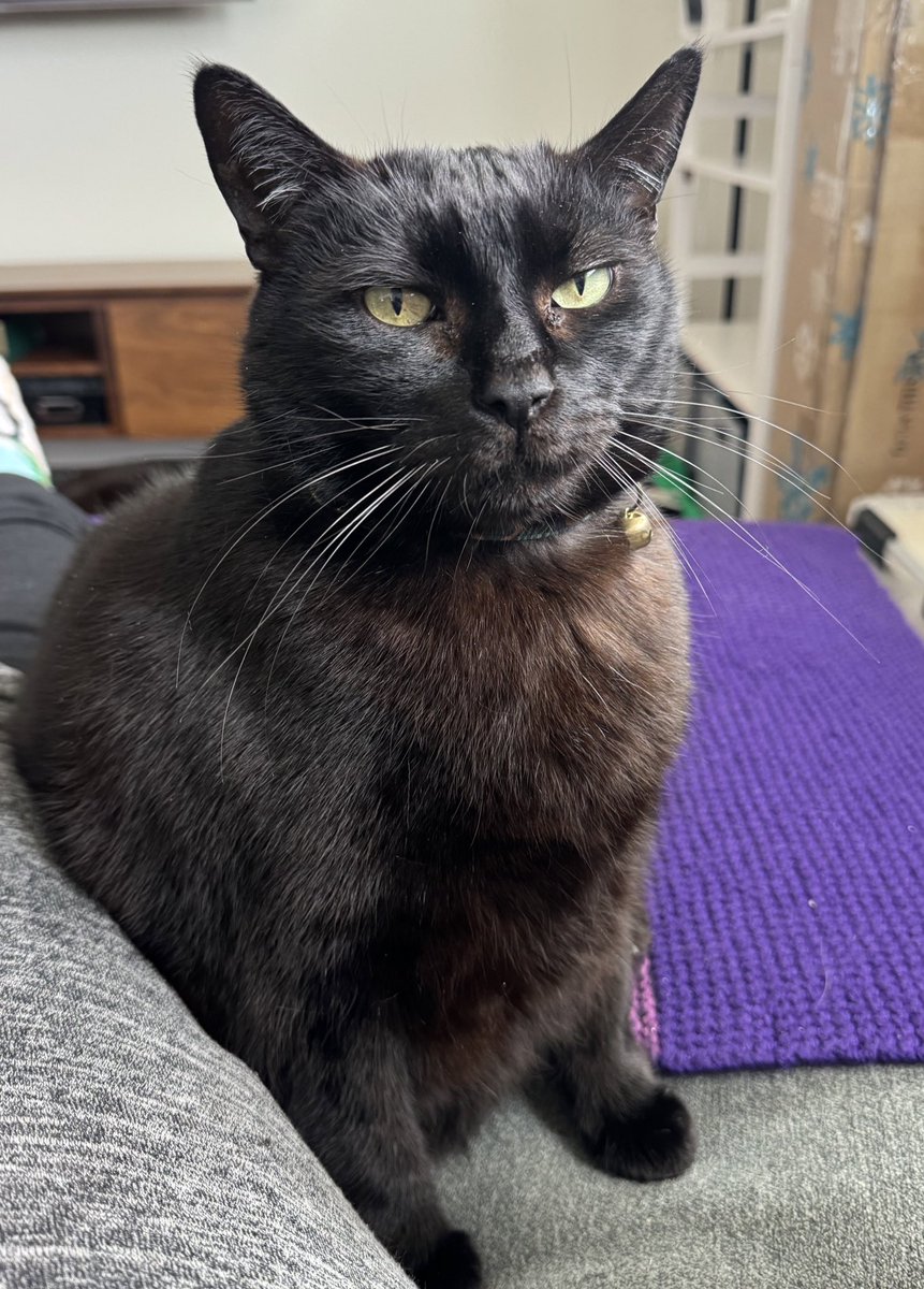 ThoraAndWilbur's tweet photo. @_Demonia_ Humans just don’t understand, black is ALWAYS slimming 🐈‍⬛🖤 https://t.co/CA3ZATgc26