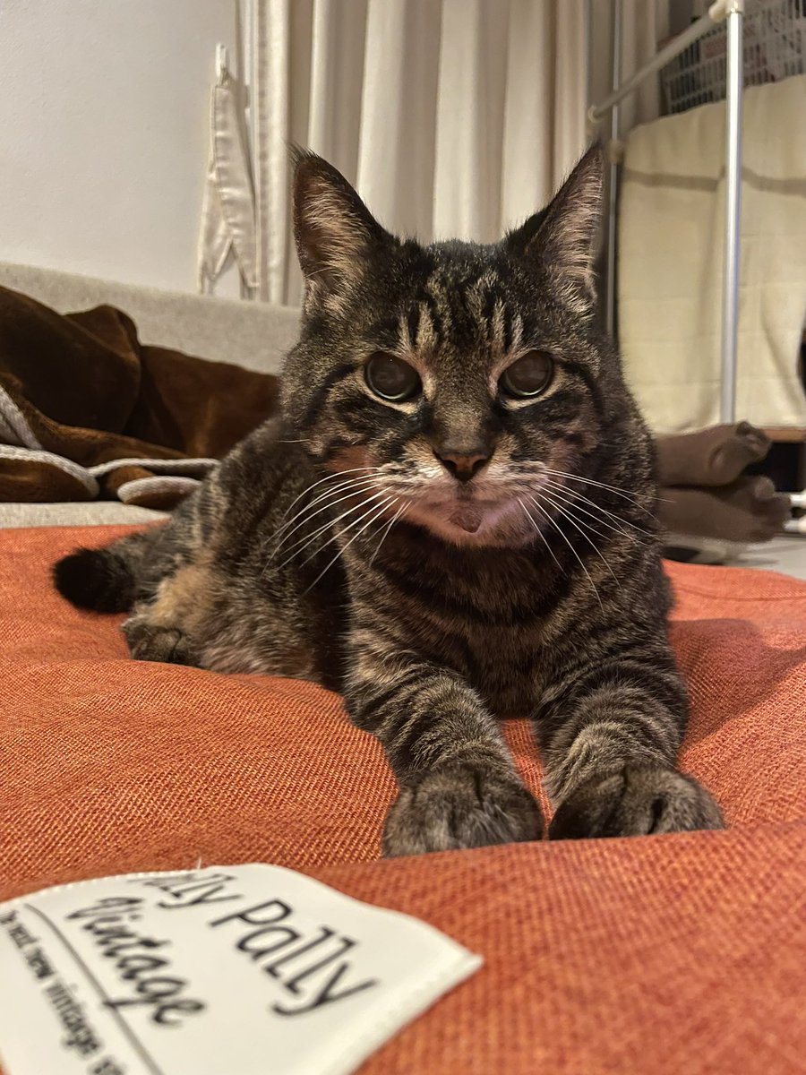 Akanekoume's tweet photo. 大型動物みたいでしょ!
I look like a big cat!
#ぱうひろ #猫 #老猫 #oldcat #ねこ #ネコ #トラネコ #とらねこ #キジトラ #cat #tabby #striped #photography #写真 #Pauhiro https://t.co/DLy1kz5qVb