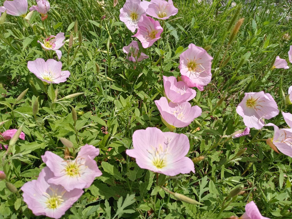 A picture of Pink Evening Primroses. Picture was taken on April 16, 2024. #april #tuesday #flower #flowers #plants #picture #photo #flowerphotography #plantsphotography #texas #texasphotography #closeup #dallas #pinkflower #pinkflowers #spring #pink #primrose #primroses