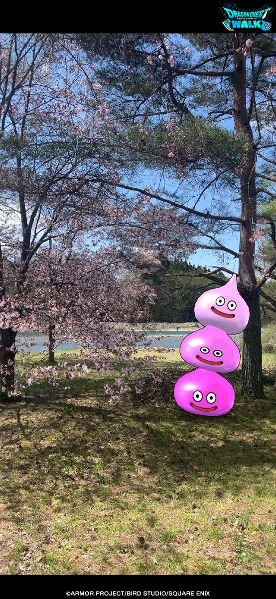 河辺の隠れた穴場の桜
#DQウォークフォトコン
#かいしんの一枚