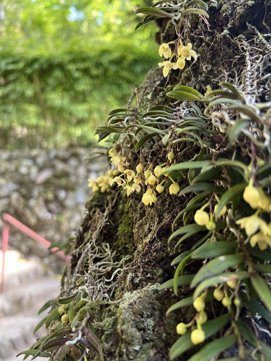 高尾山の麓 ケーブルカー清滝駅ホーム 「カヤラン」が開花しました✨🌱 #高尾山　#山野草