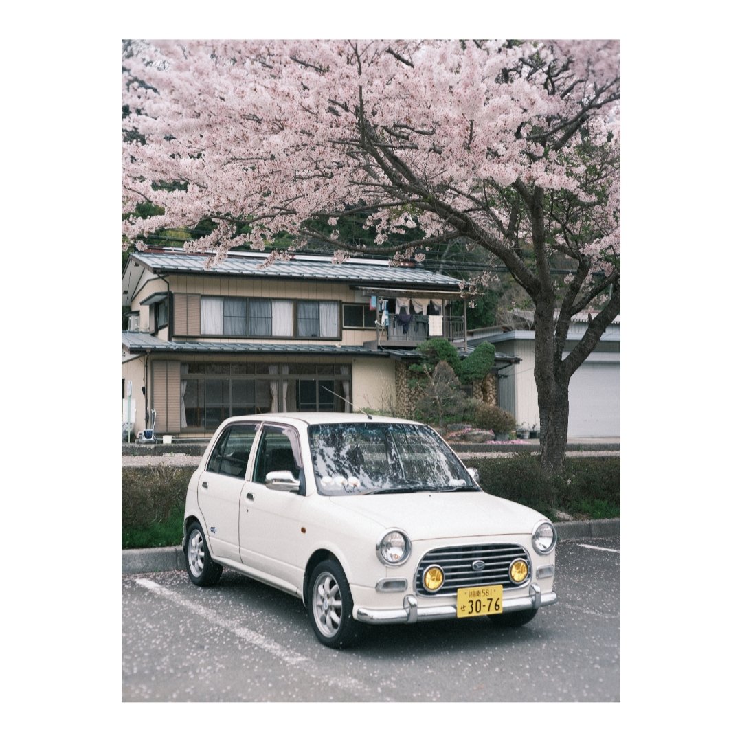 ギリギリ桜と撮れた…( ˇωˇ )ｶﾜｲｲﾈｪ
