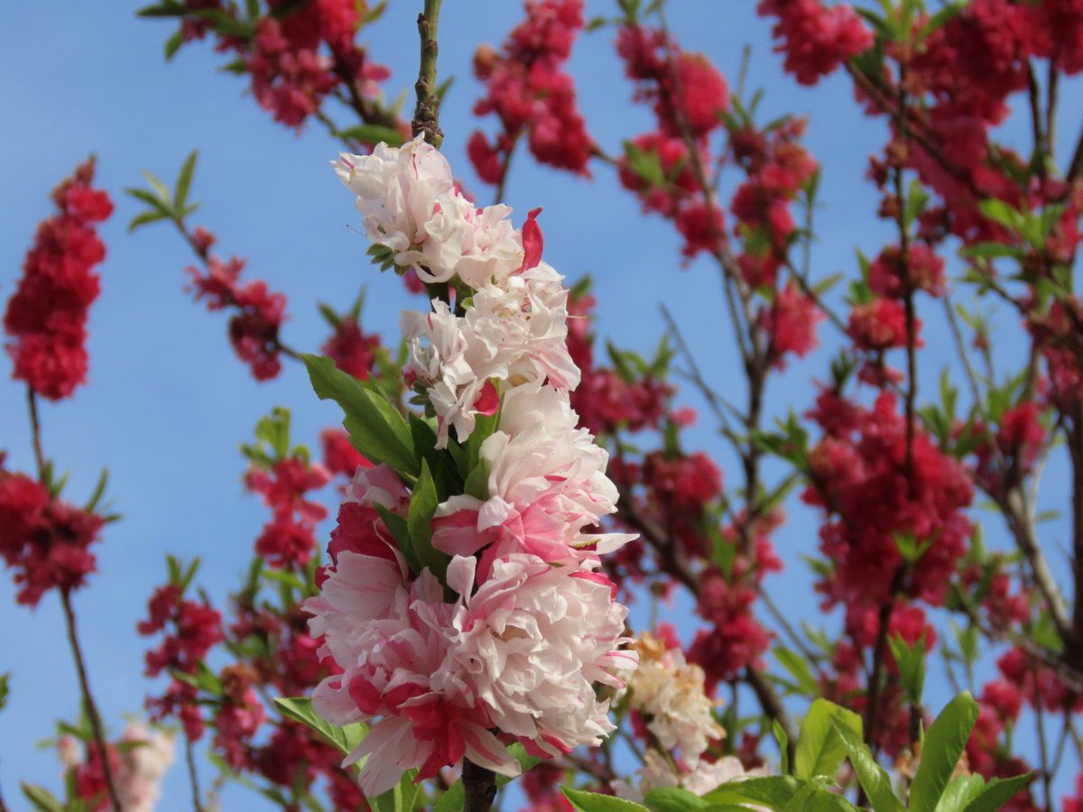 こんにちは！ヾ(●ﾟ∀ﾟ●)ﾉ 朝のうち古河公方公園に行きました。 花桃まだ残ってましたね。 微風ですが心地いいです。 午後からも宜しくです #イマソラ #こんな時こそTLに花を咲かせよう