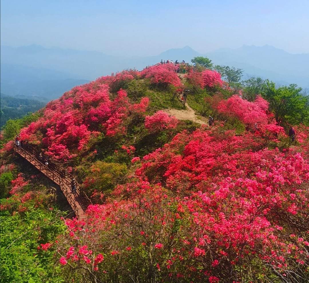 安徽大別山：杜鵑花開紅如火。安徽省安慶市岳西縣天峽風景區，位於神秘的北緯30°，古老的大別山腹地，長江、淮河的分水嶺的南坡。由於日照充足，雨量充沛，在海拔600餘米的山脊上，生長著一片千餘米長的野生七彩杜鵑花，其面積之大、密度之高、景觀之美、保存之好，在華東地區堪稱一絕。