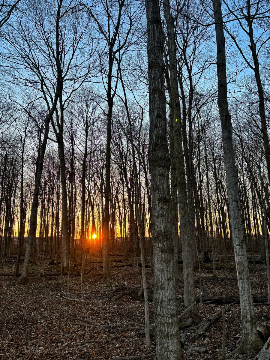 fernandohua's tweet photo. Sunset in woods https://t.co/kh1Ks00OpZ